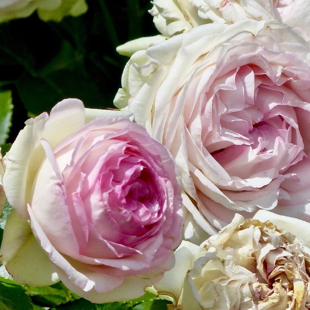 2 x Rose – Vaso rosa "Pierre de Ronsard" 25 – 30 cm – La pluripremiata rosa rampicante fiorita con incantevoli fiori