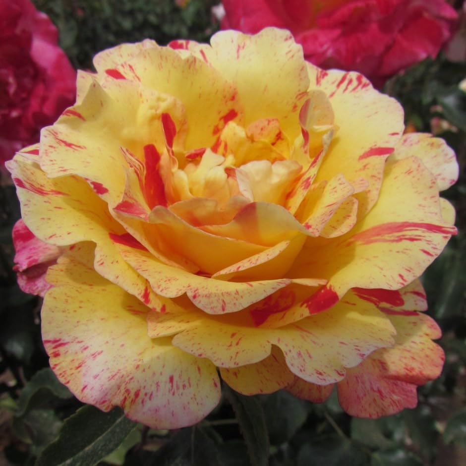 Camille Pissarro - 5.5lt Potted Floribunda Garden Rose Bush - Unusual Striking Red/Yellow/Cream Striped Blooms, Fragrant