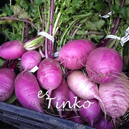 - Las Semillas de Salvia repens