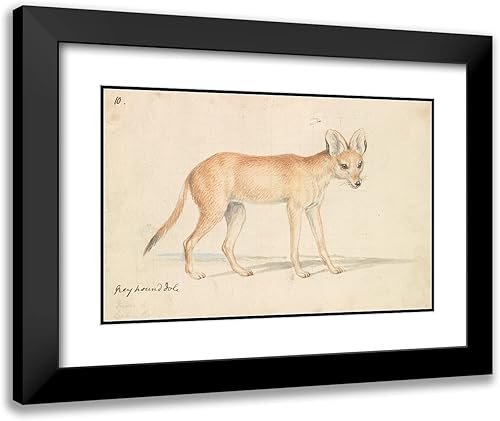 ArtDirect Charles Hamilton Smith 18x13 Black Modern Frame and Double Matted Museum Art Print Titled - Greyhound Dhole (1837)