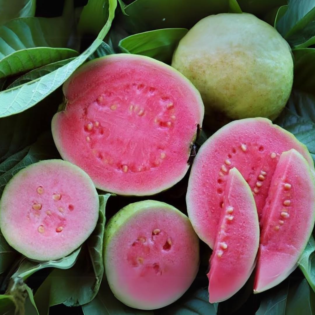 M-Tech Gardens Guava Fruit Plant (Arka Kiran, Hybrid) Exotic 1 Live Fruit Plant (B09DQ387B2) Amazon Price History, Amazon Price Tracker
