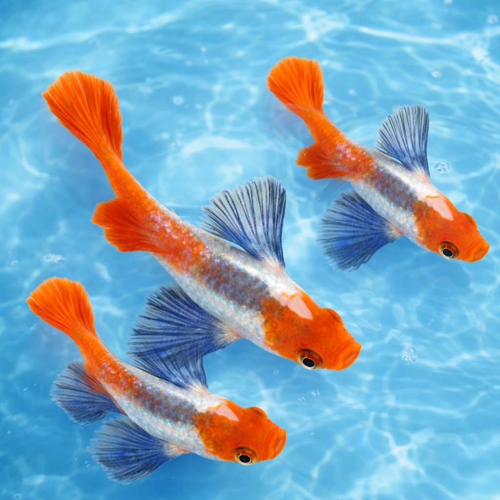 Platinum Red Tail Dambo Big Ear Koi Guppy Live Aquarium Fish (10+ Count) – Tropical Freshwater Guppies for Community and Planted Tanks (10+)