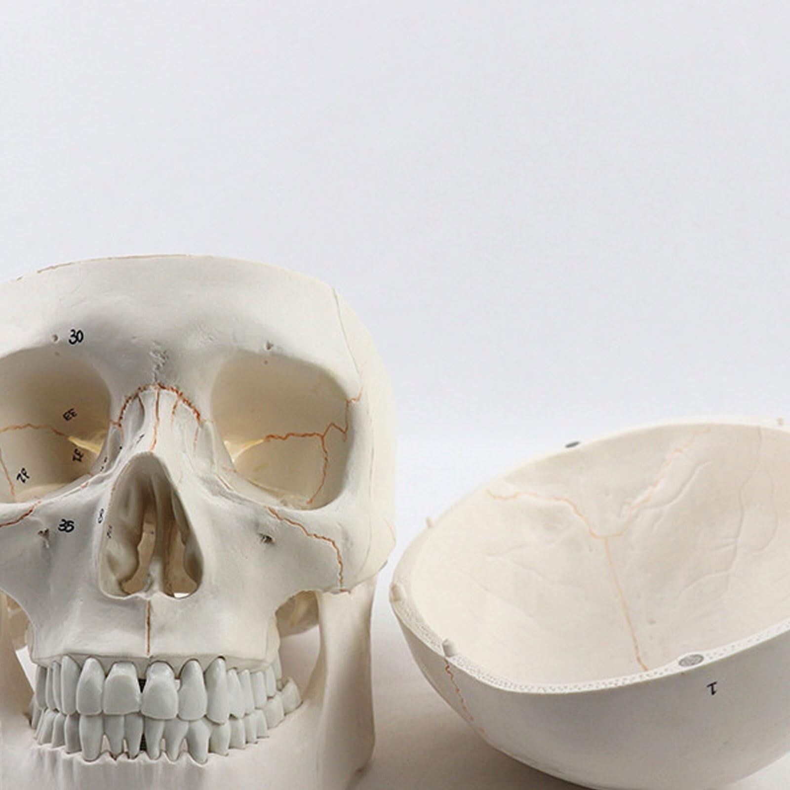 Modello anatomico Umano, Modello anatomico del Cranio Medico, Modello anatomico Umano, Modello anatomico della Testa dello Scheletro, Forniture per Lo Studio, Strumento didattico per l'odontoiatria.