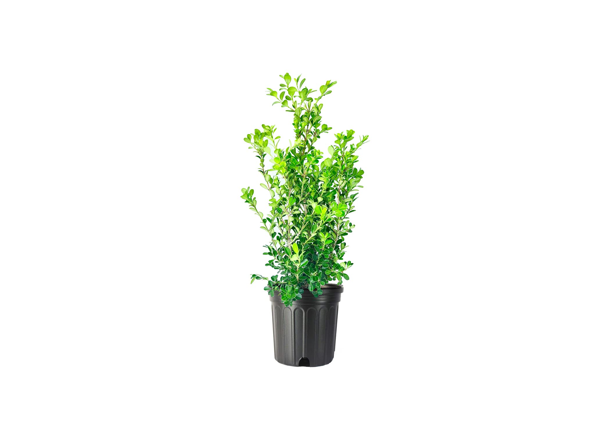 Florida Foliage Japanese Boxwood Large Trade Gallon