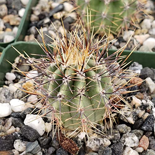 Echinopsis melanopotamica Cacti Cactus Succulent Real Live Plant
