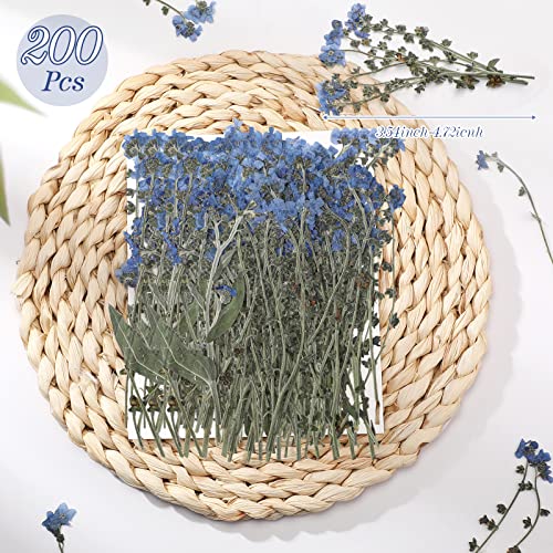 200 Piezas Flores Secas Natural Olvídame Azul miniatura 2