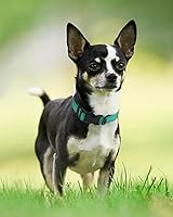 Vista 5 de Joytale - Collar reflectante para perro, collar de nailon transpirable con acolchado de neopreno suave para mascotas, ajustable para cachorros