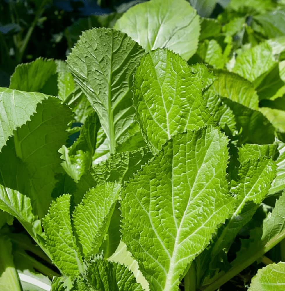 Live Green Mustard Saag Vegetable Seeds For Kitchen Garden AVG 100 Seeds Pkts (B0BZ4CF231) Amazon Price History, Amazon Price Tracker