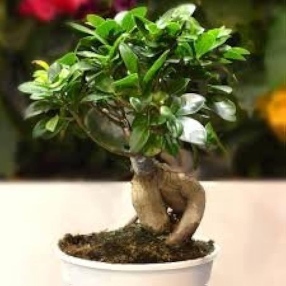 Ficus Ginseng Bonsai Live Indoor Air Purifying Plant Pack of 1 sw6 | Easy Care, Lucky Plant, Desk & Table Decor, Dwarf Ficus Microcarpa, Home & Office Use-image-5