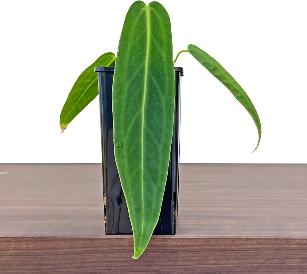 Amazon｜アンスリウム ワロクアーナム 4.5号 アーバンジャングル