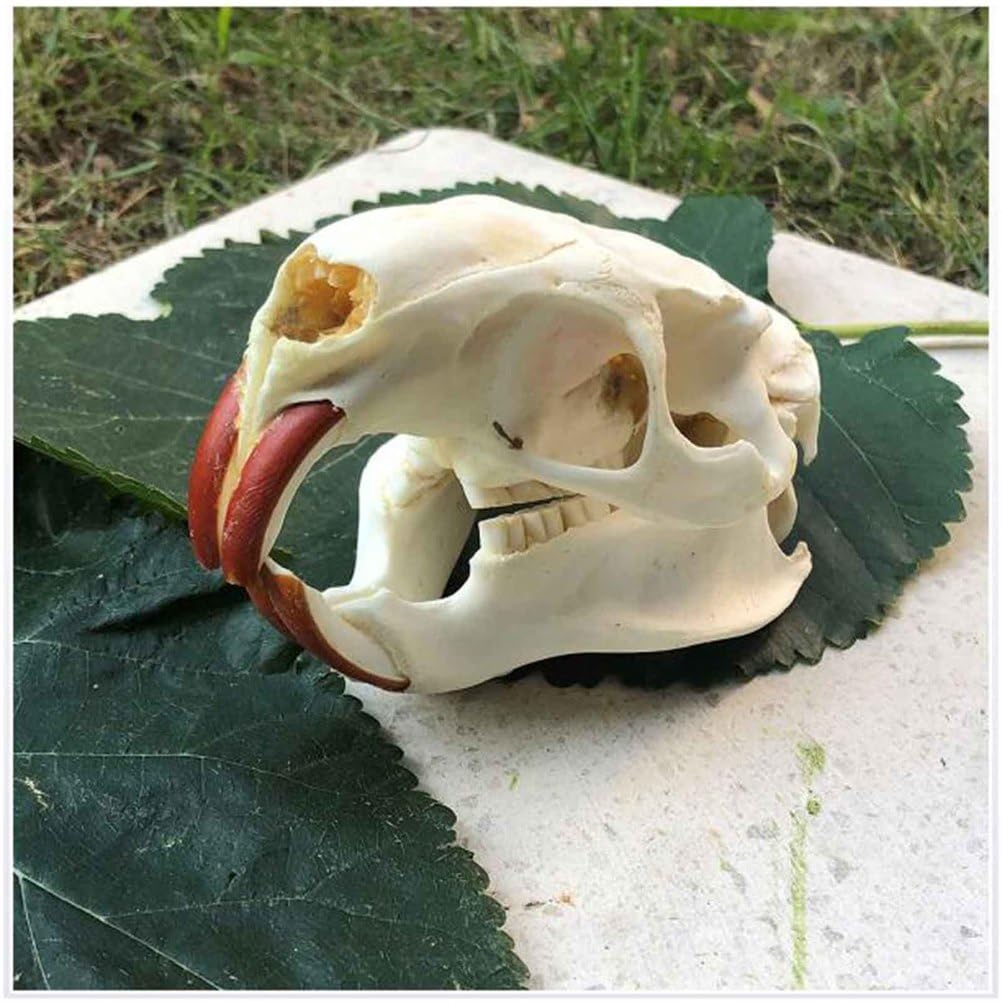Biber Schädel Kopf Modell - Real Animal Skull Replica - Biber Schädel Kopf Präparator Feng Shui Ornamente für Home Decoratio, Wissenschaft Bildung Lehrmittel
