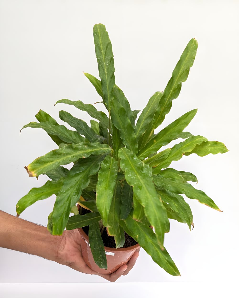 Divine Blossoms Indoor Plant Calathea Rufi Barba : Amazon.in: Garden &  Outdoors