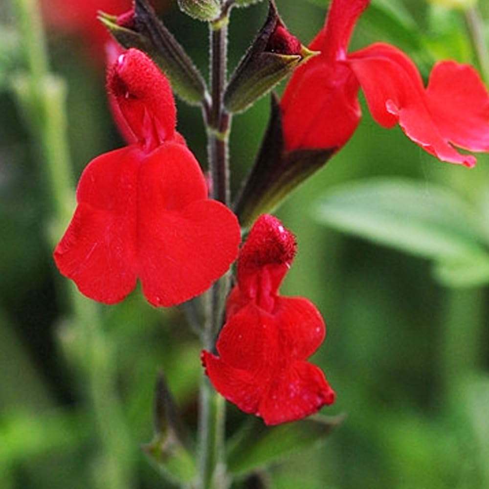 Amazon.co.jp: ITANSE チェリーセージ シグナルレッド 3号 3個