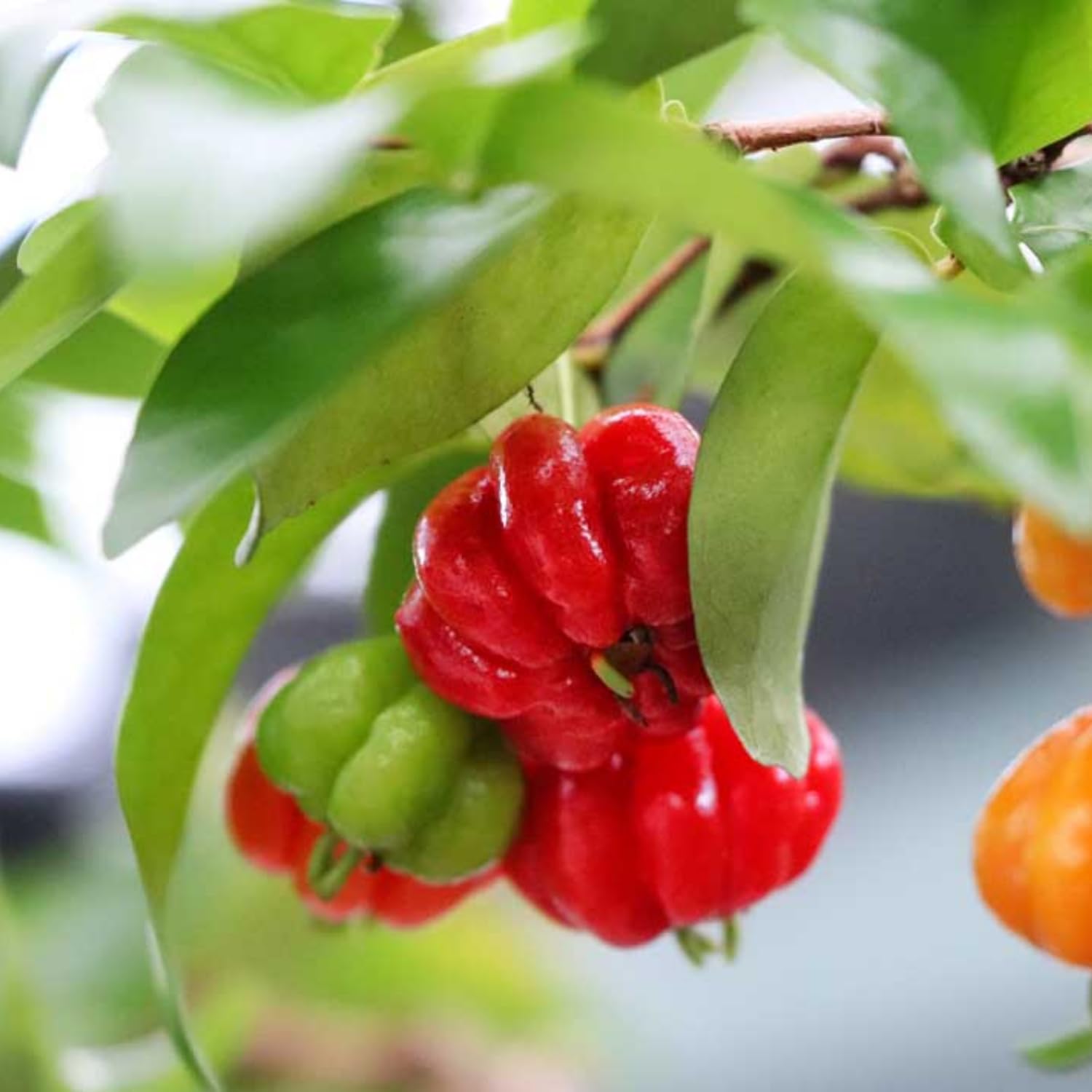 Hug A Plant | Surinam Cherry/Brazilian cherry (Eugenia uniflora) Fruit/Flowering/Ornamental Live Plant (Home & Garden) (B0C8SQ5JVN) Amazon Price History, Amazon Price Tracker