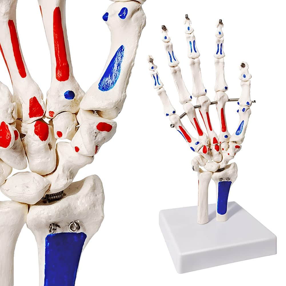 Evotech Hand-Skelett-Modell mit Gelenken, zeigt einen Teil von Ulna-Radius, W/Muskeleinsätzen und Herkunft, bemalt, mit Bedienungsanleitung (evtl. nicht in deutscher Sprache)