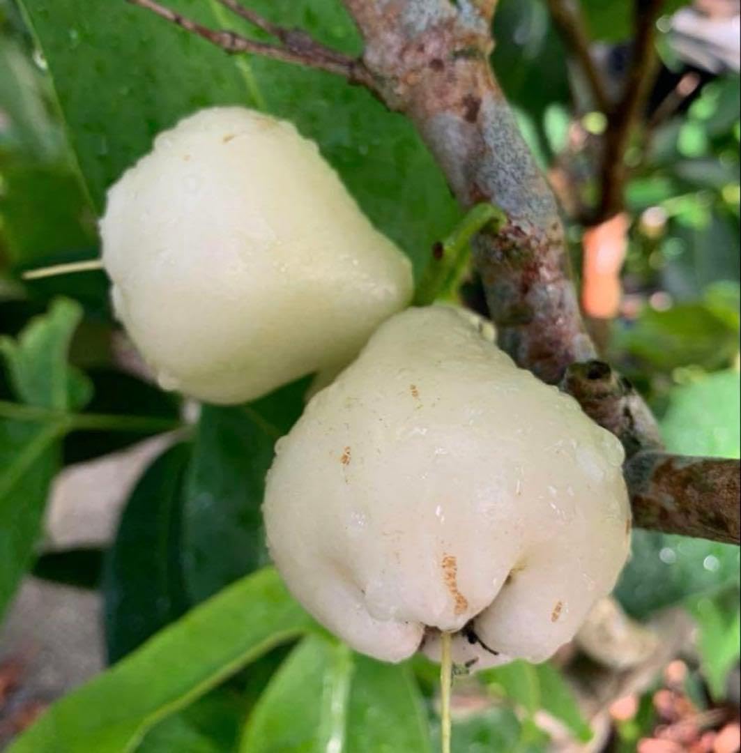 Amazon｜台湾白玉レンブ 取木苗木(小) 蓮霧｜観葉植物 オンライン通販