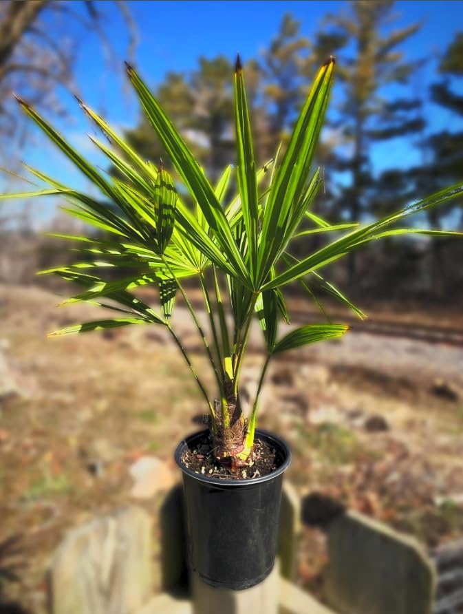 Amazon.com : Live Windmill Palm Tree (Trachycarpus fortunei