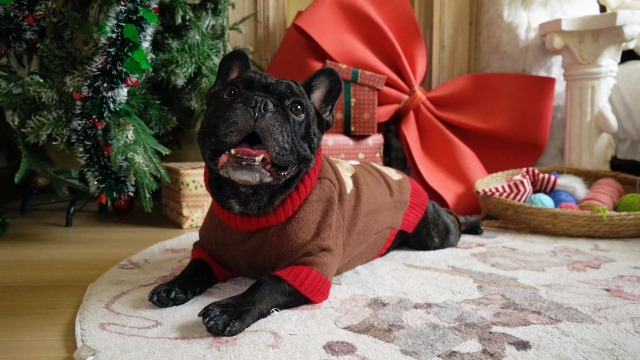 Cane Di Cocker Spaniel Di Inglese Su Natale Isolato Su Bianco Cane Di Cocker Spaniel Di Inglese Su Natale Isolato Su Bianco