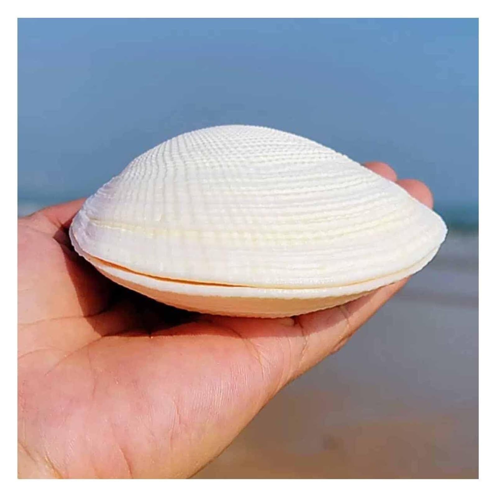 YKMYXZ shells， 9-11Cm for Wedding Decor Beach Theme Party, Home Decorations,DIY Crafts