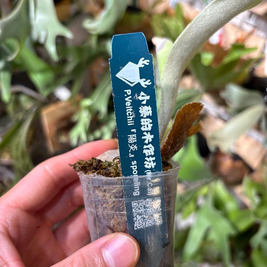 Amazon｜veitchii 陽炎 spore カゲロウ｜観葉植物 オンライン通販
