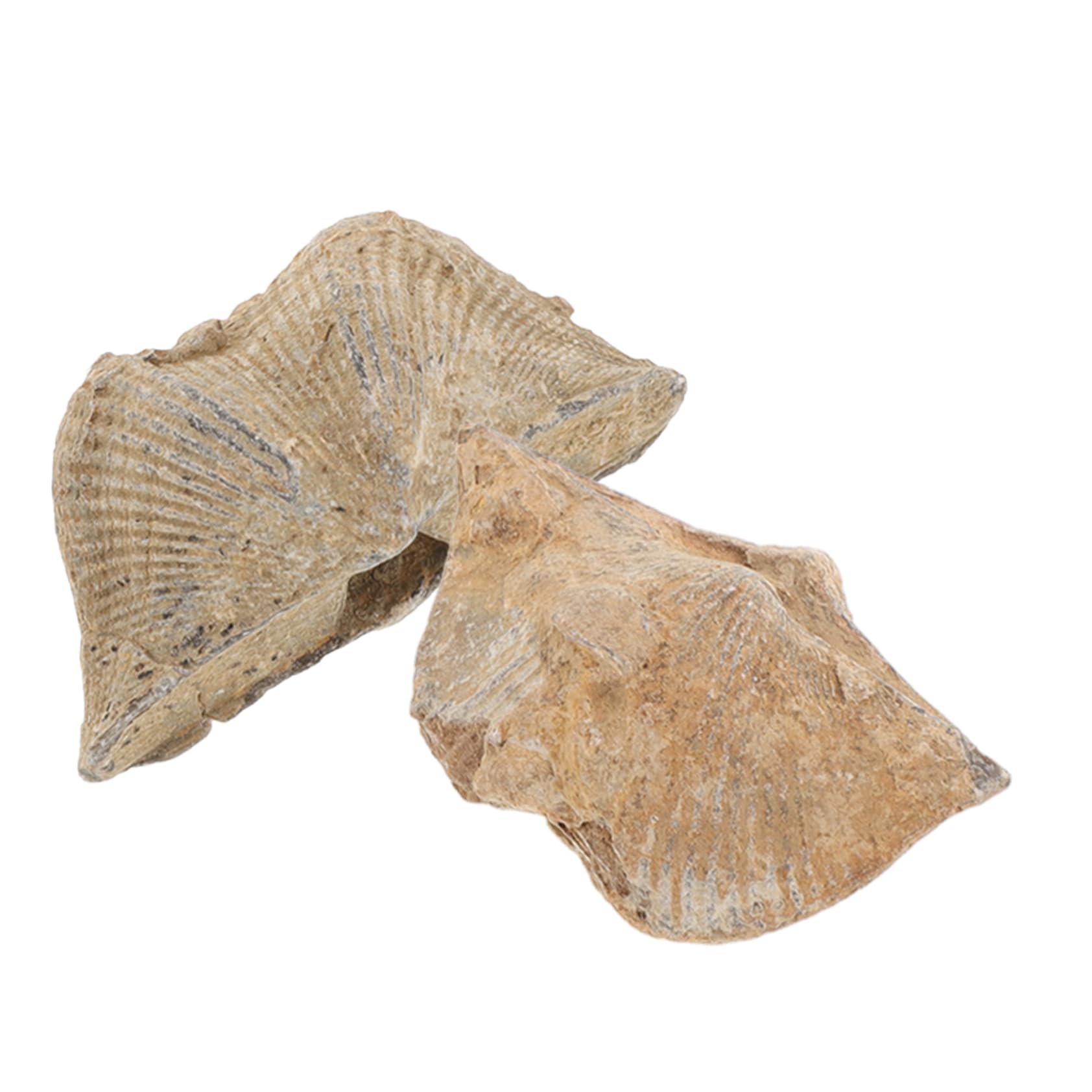 Unomor 2pcs Genuine Specimen Marine Shell Adornments Geology Study Ornament Educational