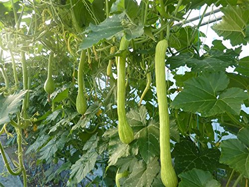ITALIAN HEIRLOOM HERITAGE COURGETTE TROMBONCINO ALBENGA TRAILING EARLY SUMMER SQUASH 10 ORGANIC SEEDS CERTIFIED FRENCH ORGANIC GROWER