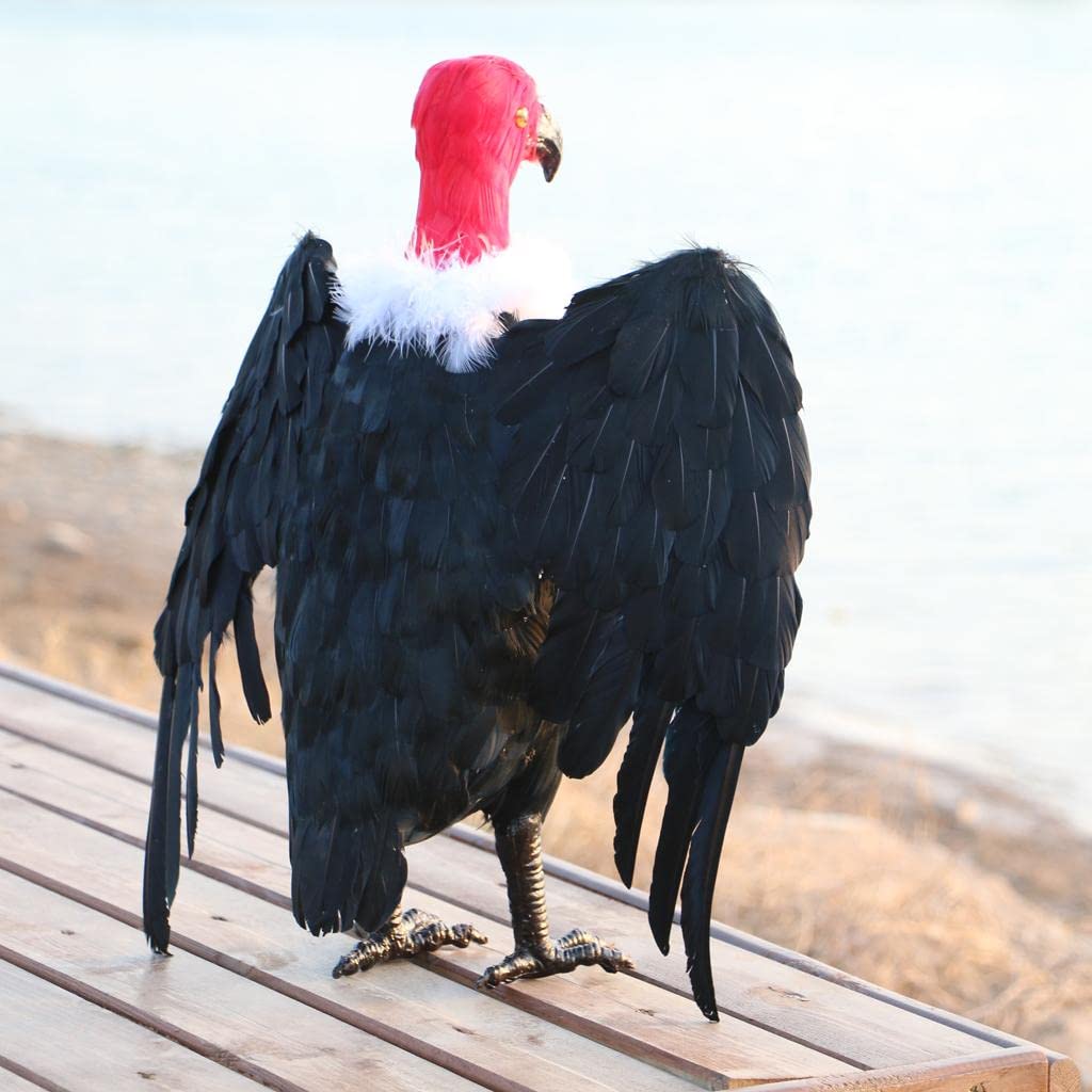 タカ　剥製　美品 タカの剝製