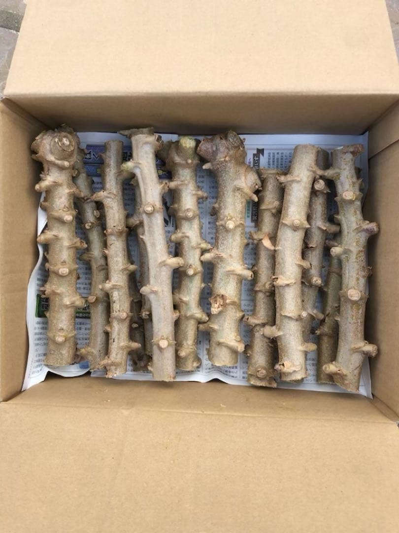 徳之島産キャッサバ苗挿木用苗200本入り 只今値下げ中 Amazon｜徳之島産 キャッサバ苗 挿木用苗 30本いり｜観葉植物