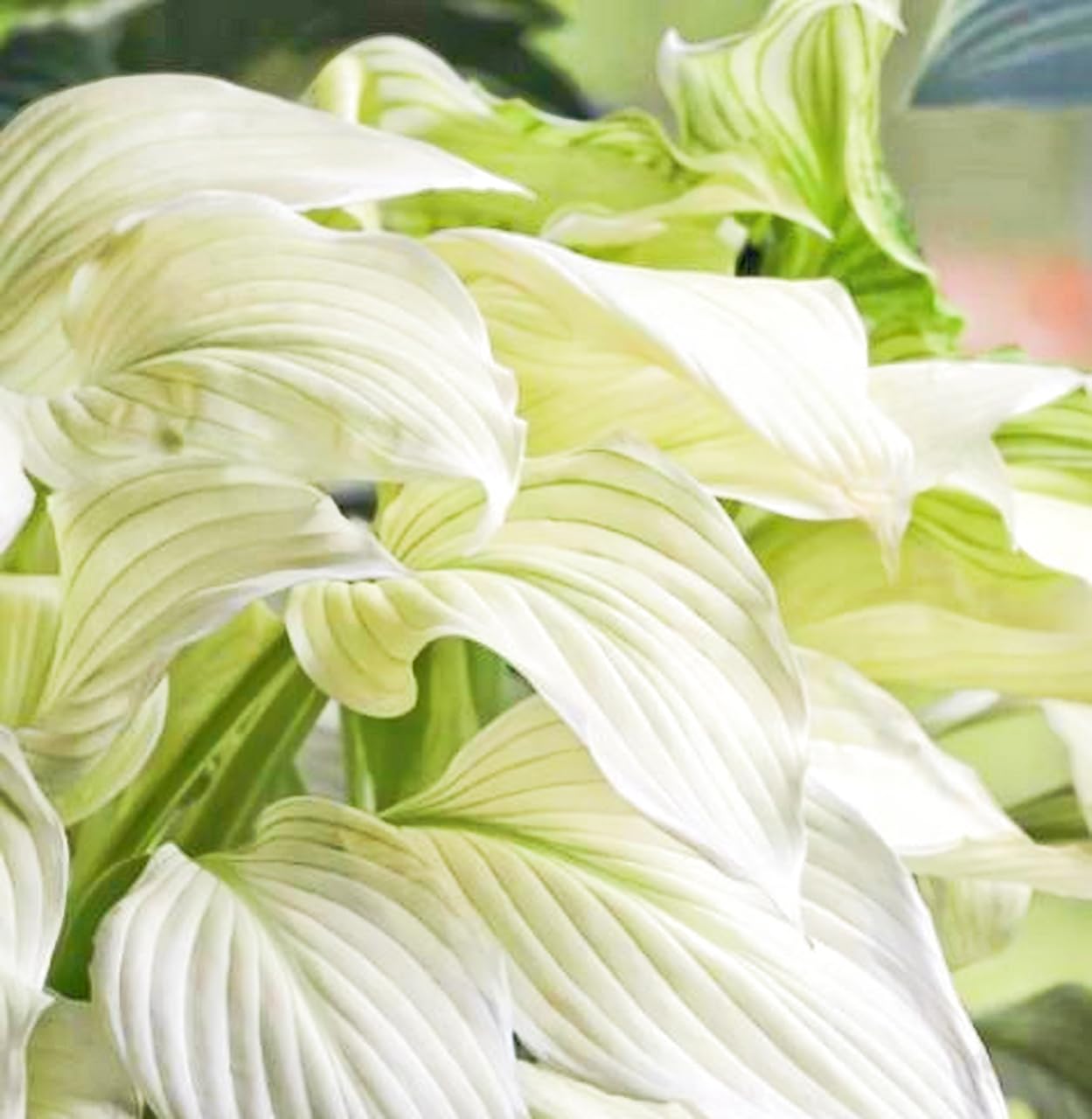 20 Seeds 'White Feather' Hosta Plantaginea-Fragrant Plantain Lily,August Lily Fragrant Llilioid Monocots Drought Tolerant White Angel Easy Care Great for Planting