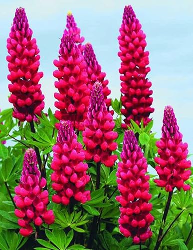 Miniatura 4 de RAISE ME UP Semillas de flecha roja Lupine flores perennes