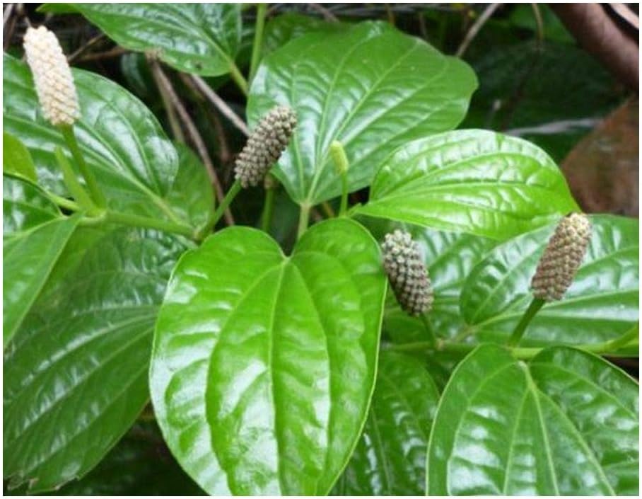 Piper longum - Long Pepper - 15 Seeds