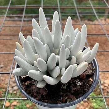 多肉植物　寄せ植え　韓国苗　特大 多肉植物 寄せ植え 韓国苗 特大 - メルカリ