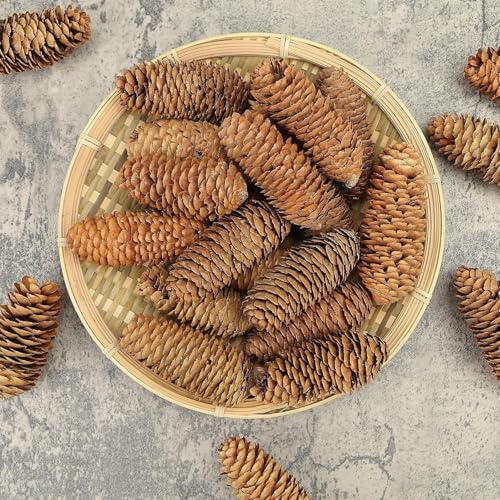 Image of 3.5-5Inch Natural Pine Cones, Big Pinecones, Christmas Natural Pinecone Ornaments Big Spruce Pine Cones for Autumn and Winter Decor Christmas Decorations 10pcs
