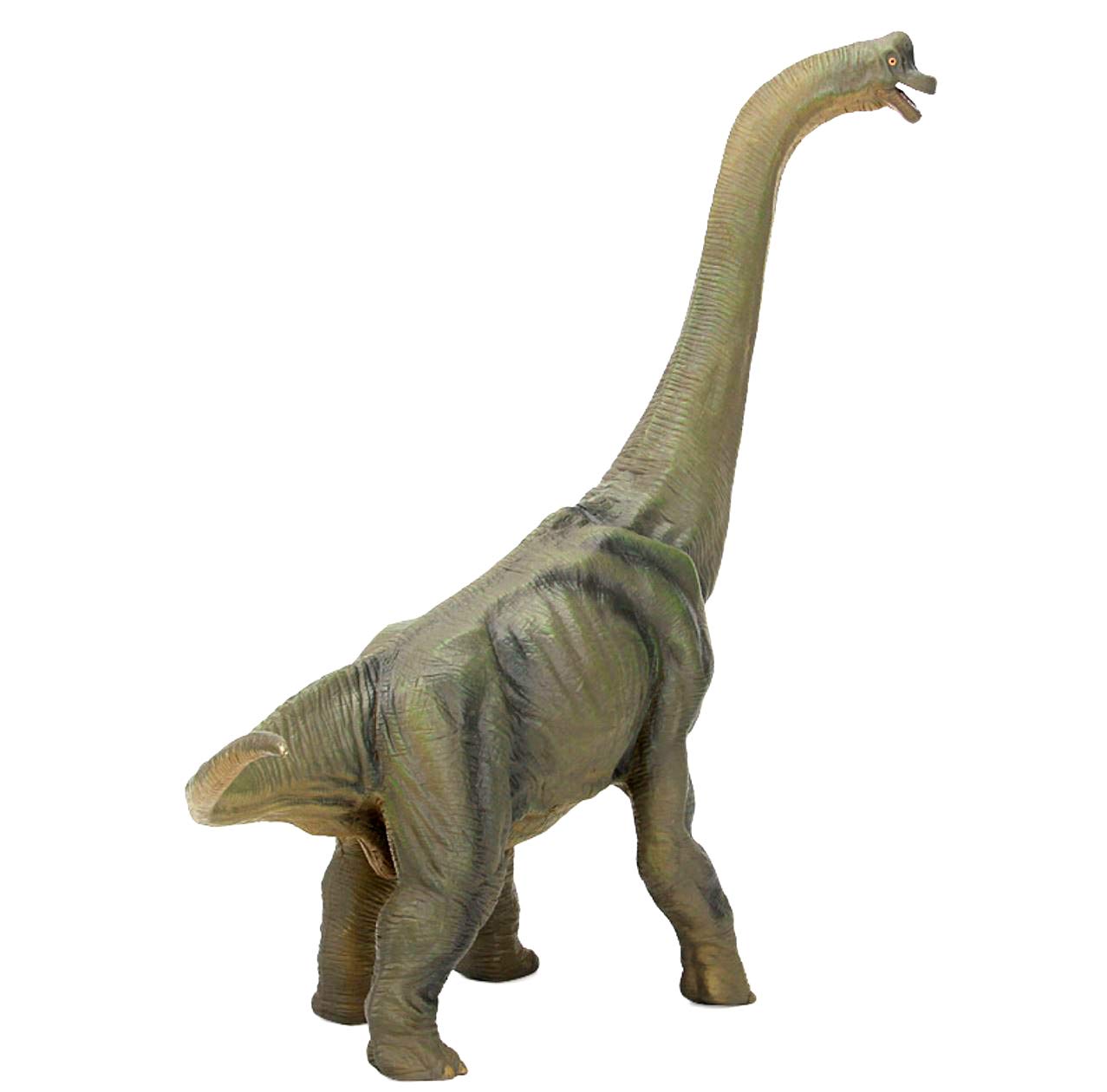 Amazon.co.jp: Fuerzon ブラキオサウルス 恐竜 巨大 全長36cm 高さ33cm