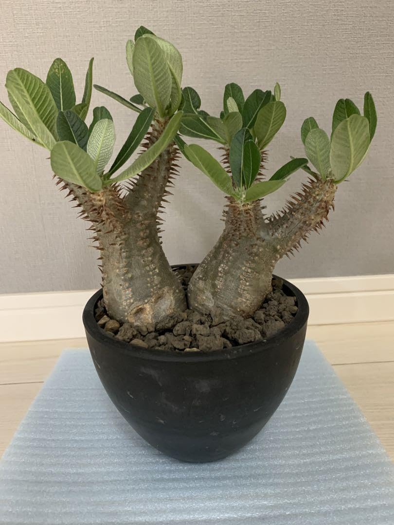 ホロンベンセ 現地球 発根済 塊根植物 ダブルヘッド 2頭 Amazon.co.jp: ホロンベンセ 現地球 発根済 塊根植物 ダブル