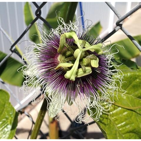 Passiflora 'Frederick' - Edible Purple Passion Flower Fruit Vine - Live Plant by Natures Garden Nursery Cover