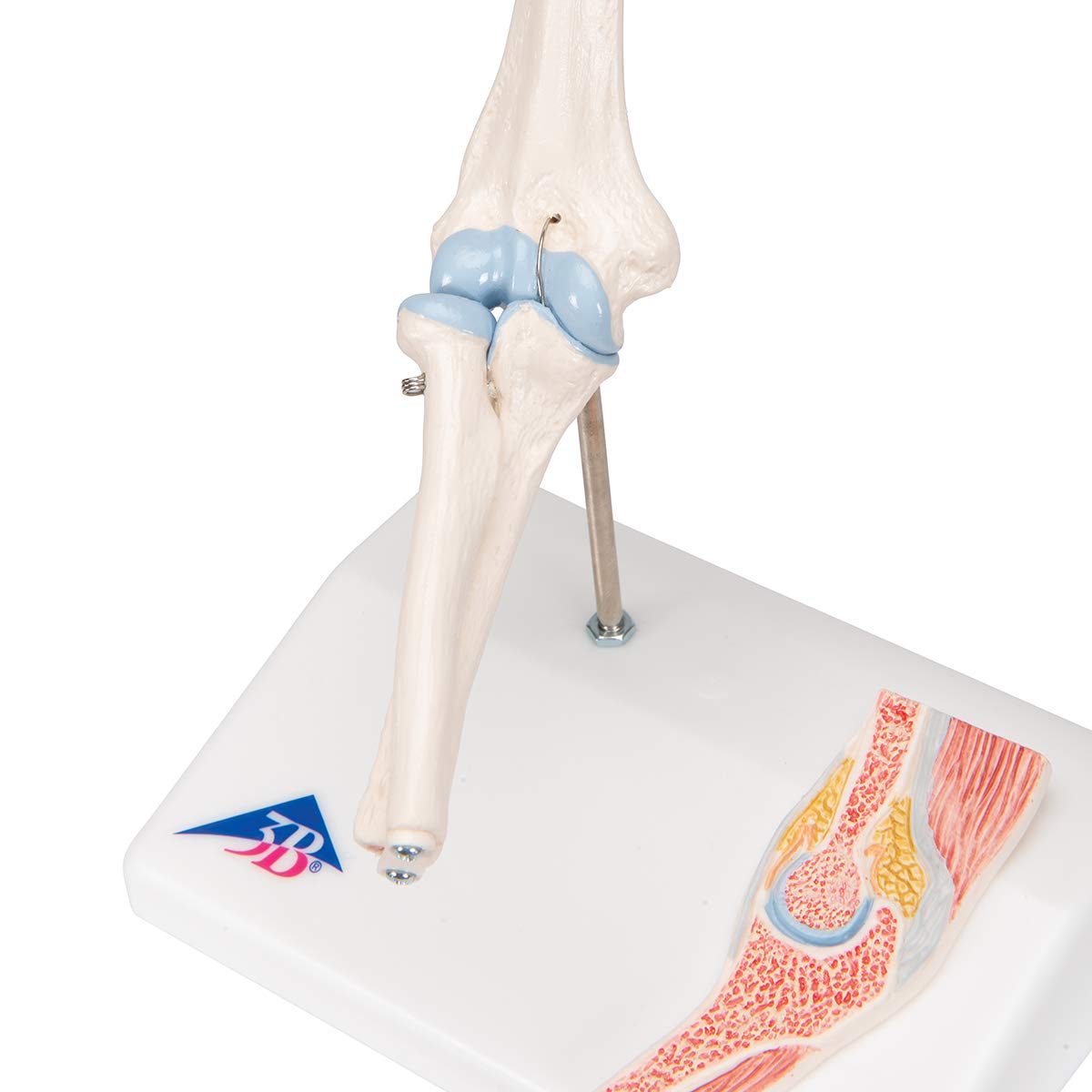 3B Scientific A87/1 Mini staw łokciowy z przekrojem poprzecznym darmowe oprogramowanie anatomiczne - 3B Smart Anatomy