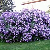 Purple Lilac Plant, Hardy Lilac Bush for Container and Garden Growing, Fragrant Lavender Purple Blooms - 9 to 12 Inches