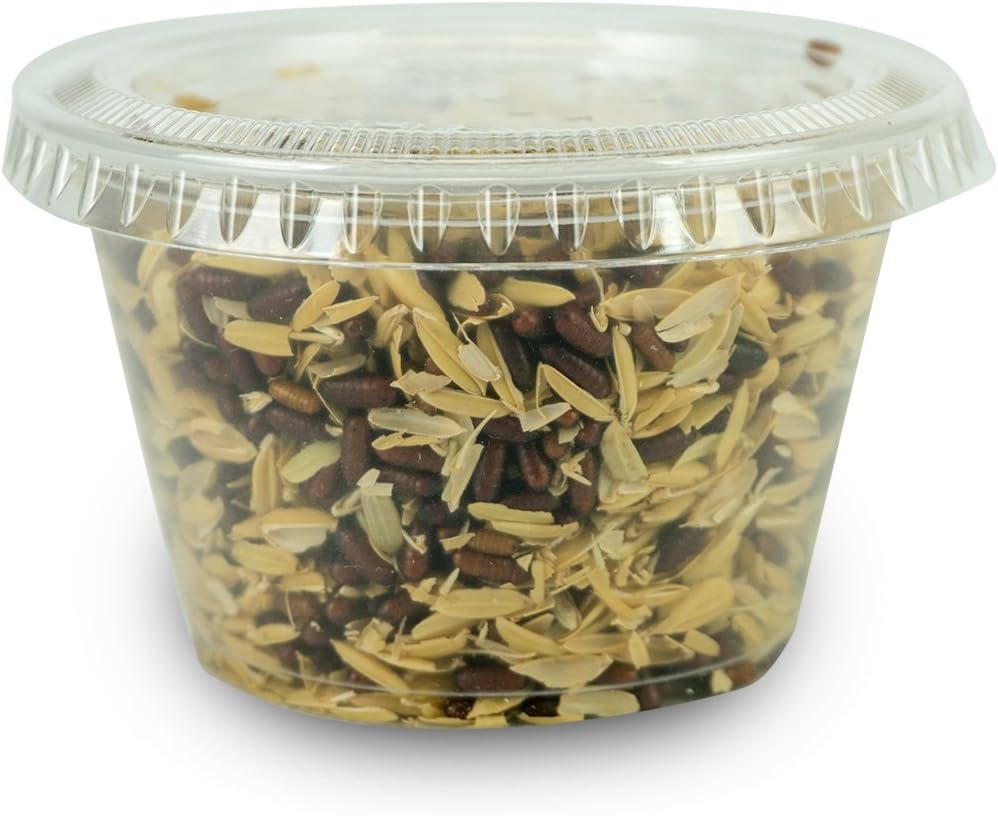 Josh’s Frogs House Fly Pupae (50 Count)