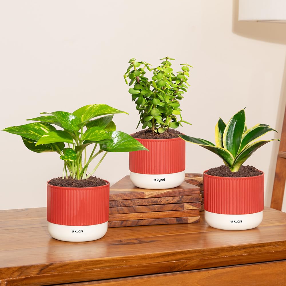 Kyari Combo of 3 – Lucky Jade, Golden Hahnii & Money Variegated with Self-Watering Pot – Red Brick-image-28