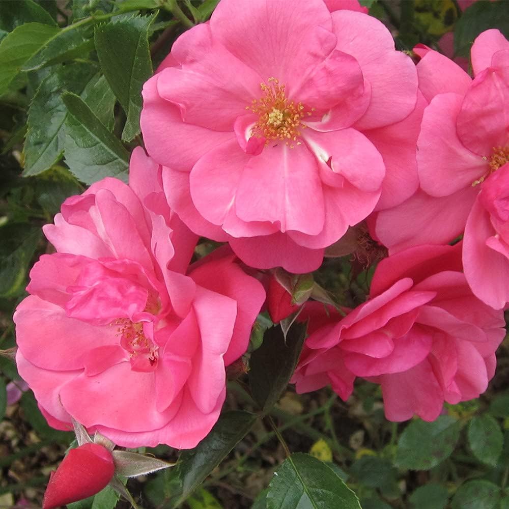 Heirloom Roses Rose Plant - Lady Elsie May™ Orange Rose Bush, Shrub Live Plant for Planting Outdoors