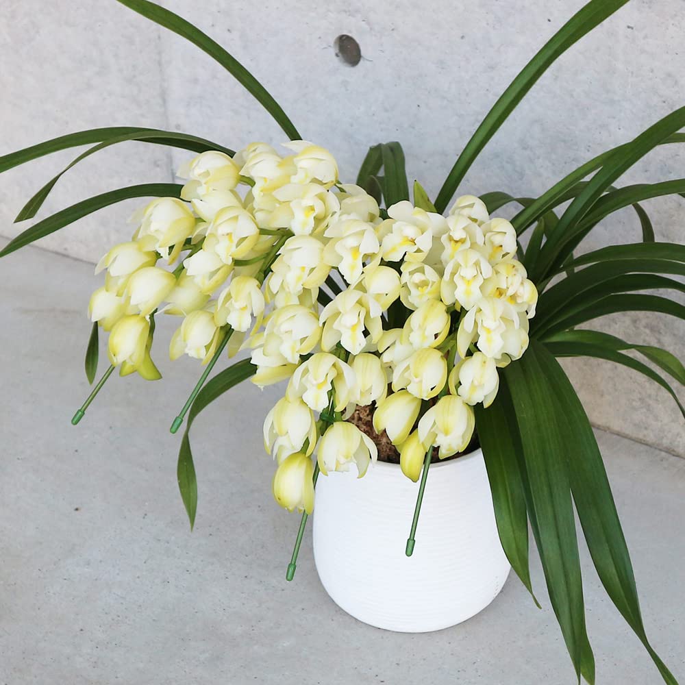 Amazon.co.jp: テーブルシンビジウム