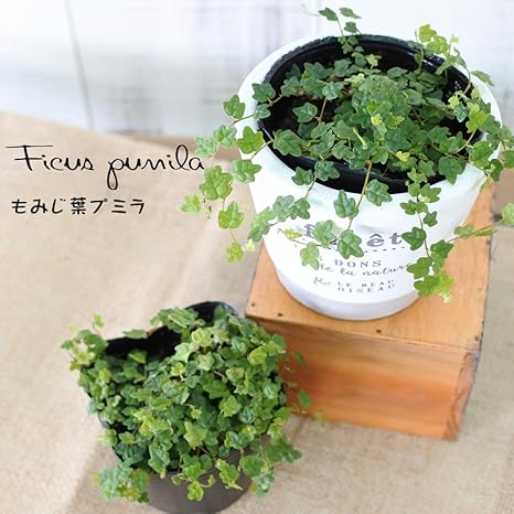 Amazon Co Jp もみじ葉プミラ 苗 天使のいたずら 9cmポット 観葉植物 ガーデニング ホーム キッチン Amazon Co Jp もみじ葉プミラ 苗 天使のいたずら 9cmポット 観葉植物 ガーデニング ホーム キッチン