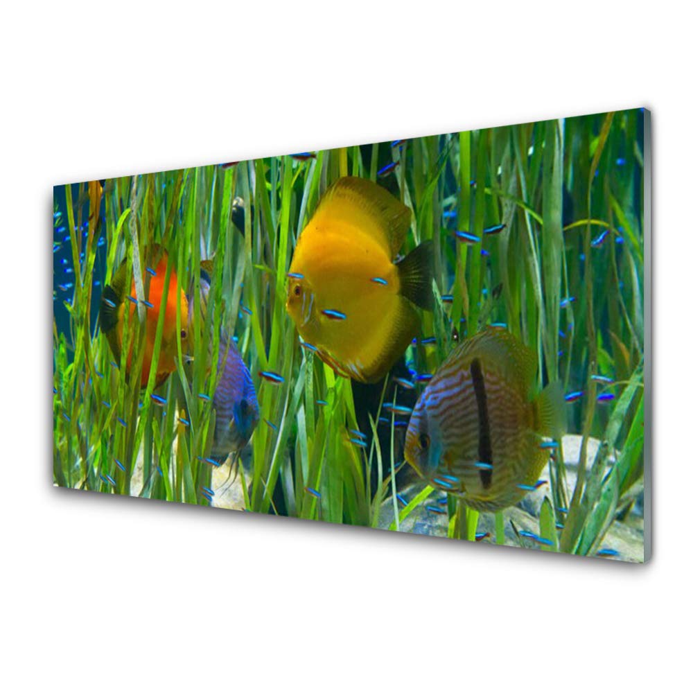 Impression sur Verre Trempé 100x50cm Tulup - Tableau Décoration Murale Design Nature du Poisson
