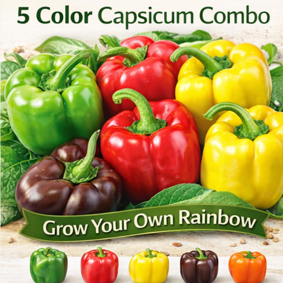 Saphirre Seeds Capsicum Seeds Combo Pack | 5 Varieties | 140+ Seeds | Red, Yellow, Green, Orange & Chocolate Capsicum | High Germination | Easy to Grow for Home Gardening 2