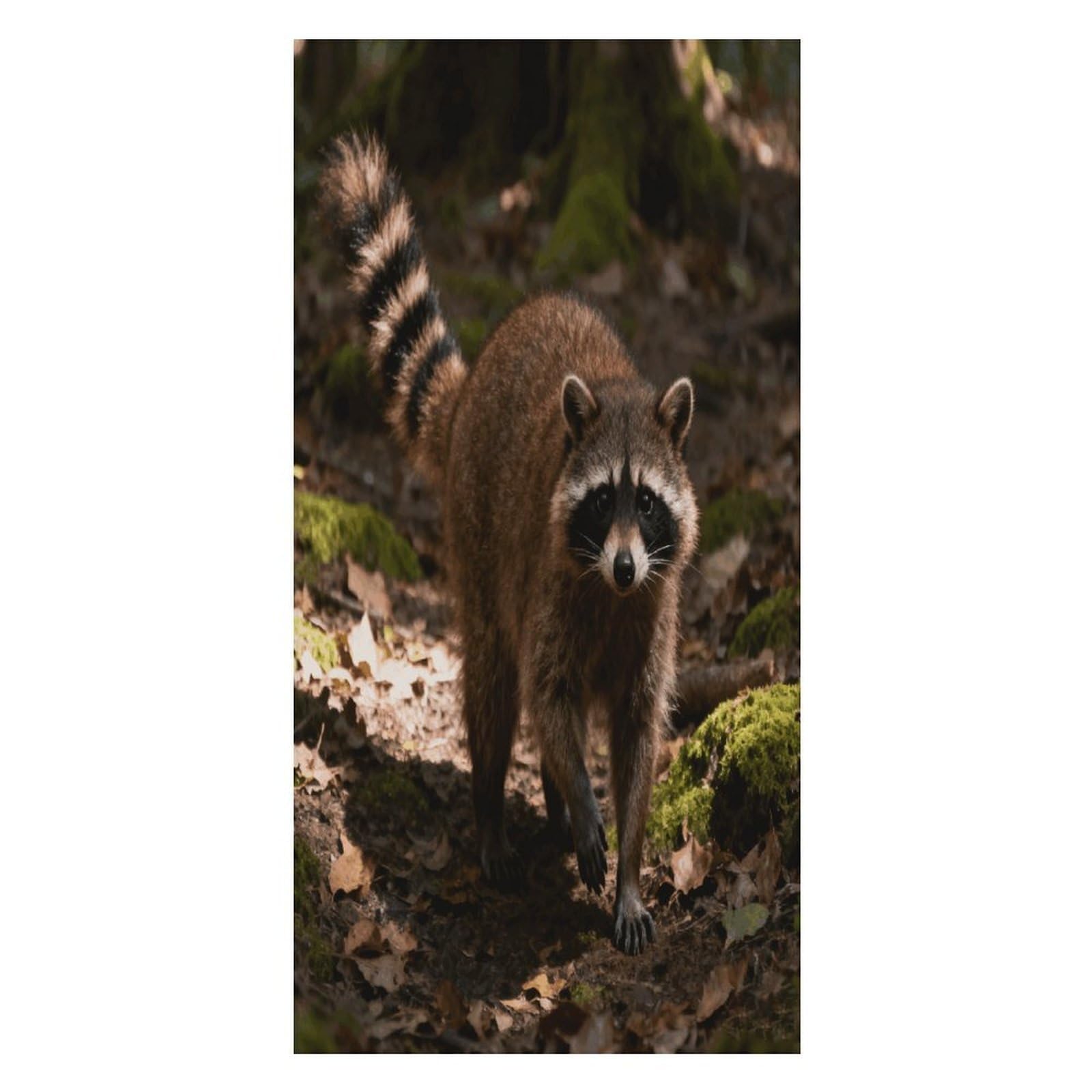 FekiLoot Raccoon Beach Towel Oversized Bath Towel Ultra Soft Pool Towel Cozy Swim Towel Silky Lounge Towel Quick Dry Travel Towel Gentle Absorbent Towel for Adults Women Men