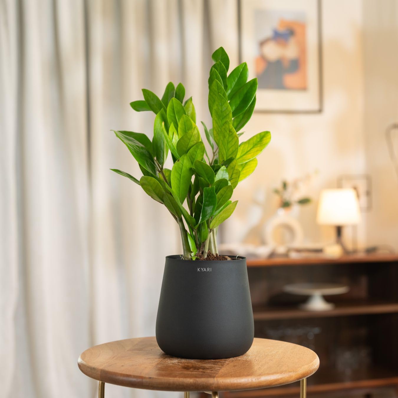 Kyari Zamia Green ZZ Plant - Air Purifying & Self Watering -16