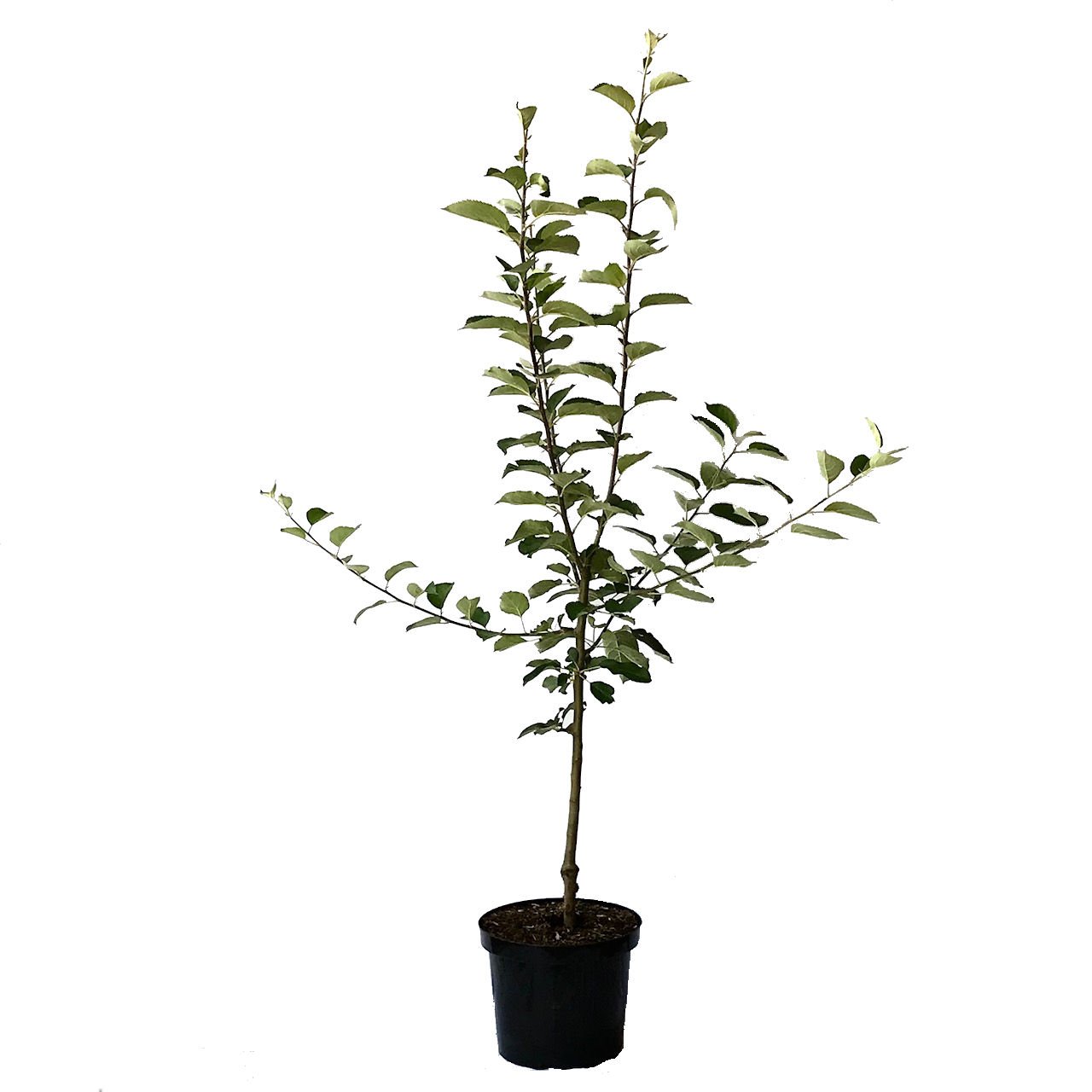 Karneval, Apfelbaum Apfel aus Vanda x Cripps Pink ca. 110-140 cm im 10 Liter Topf, Unterlage M7