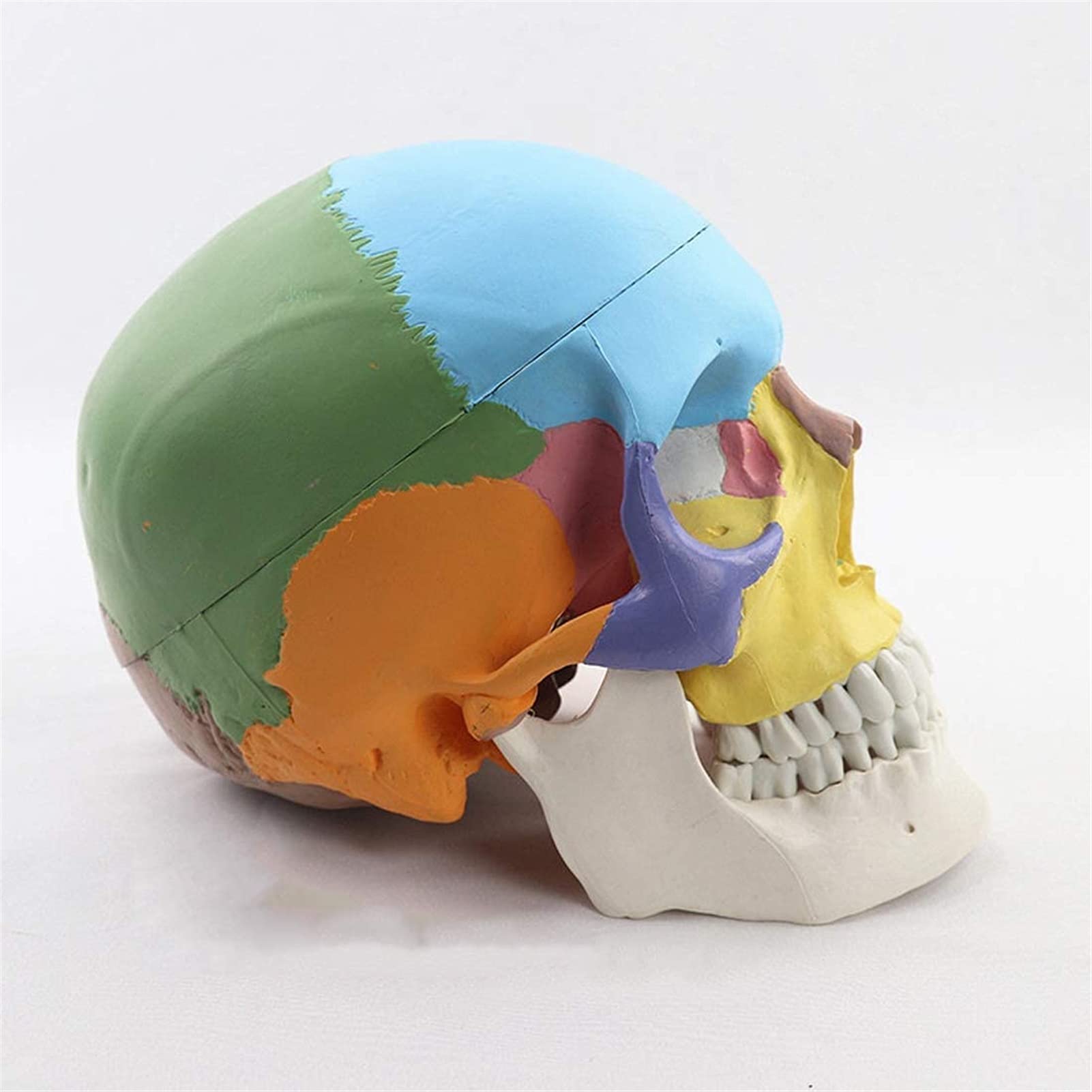 Model edukacyjny naturalnej wielkości kolorowy model czaszki ludzkiej anatomia anatomiczna nauczanie medyczne szkielet głowa nauka materiały dydaktyczne modele medyczne