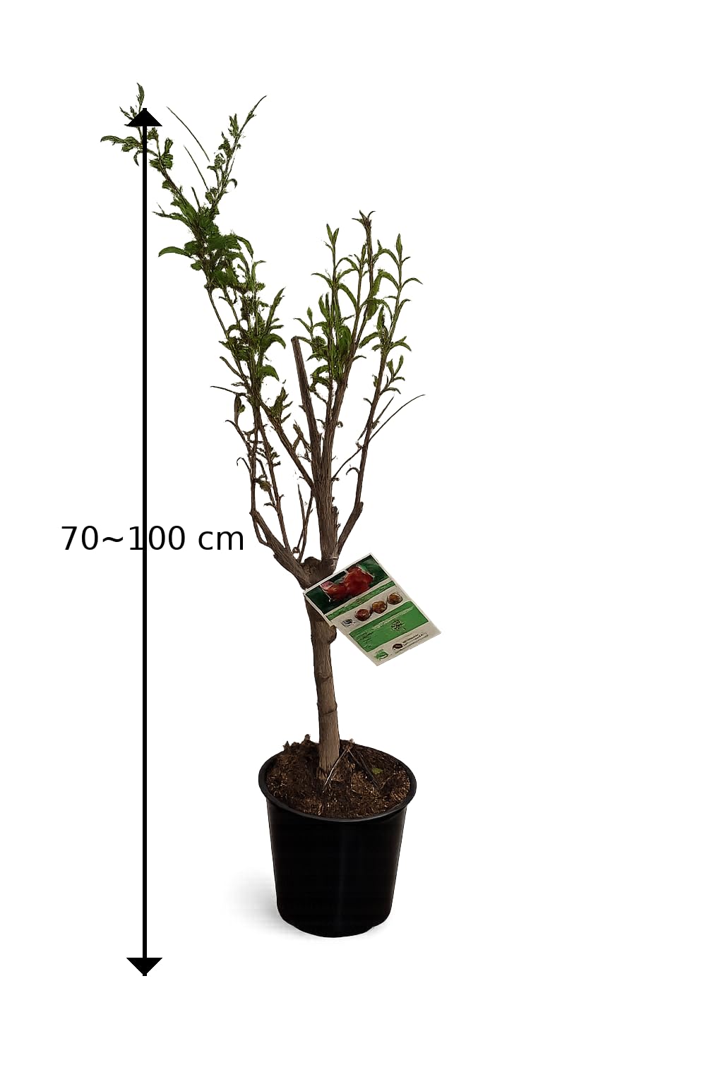 Punica granatum ‘Acco’ Granatapfelbaum 70–100 cm – winterhart, ertragreich, mediterrane Kübelpflanze, dekorativer Obstbaum für Balkon & Garten, pflegeleicht, essbare Früchte